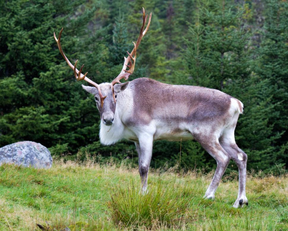 Free Image of Caribou in field 