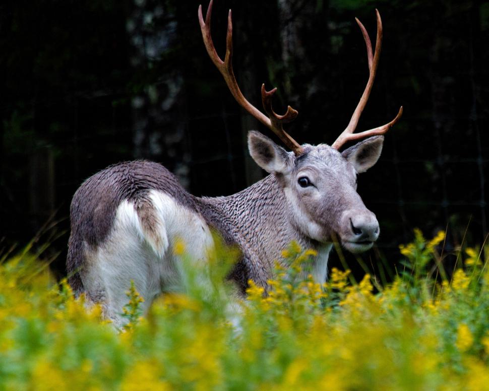 Free Image of Caribou with flowers 