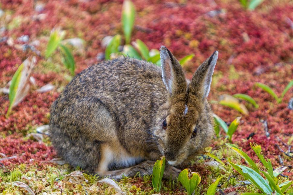 Free Image of Snowshoe hare 