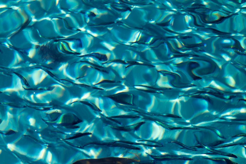 Free Image of Water Abstract 