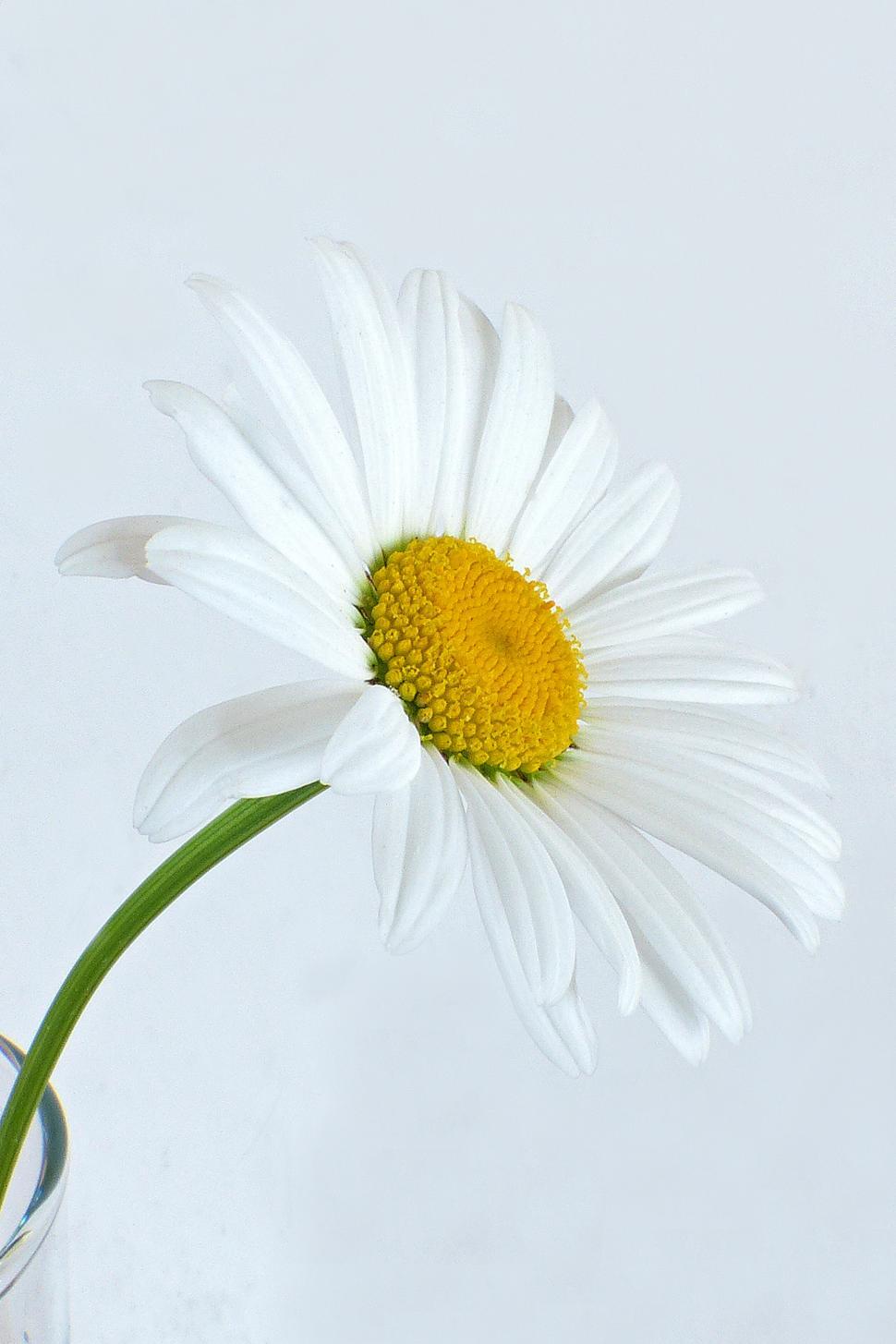 Free Image of Daisy Flower 