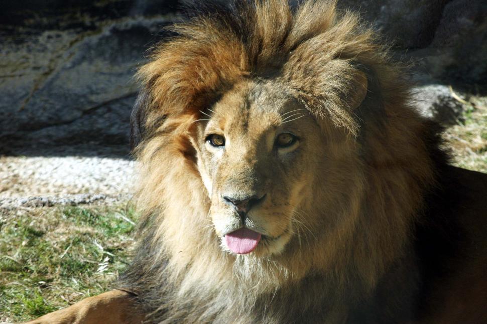 Free Image of Lion Laying on Ground With Tongue Out 