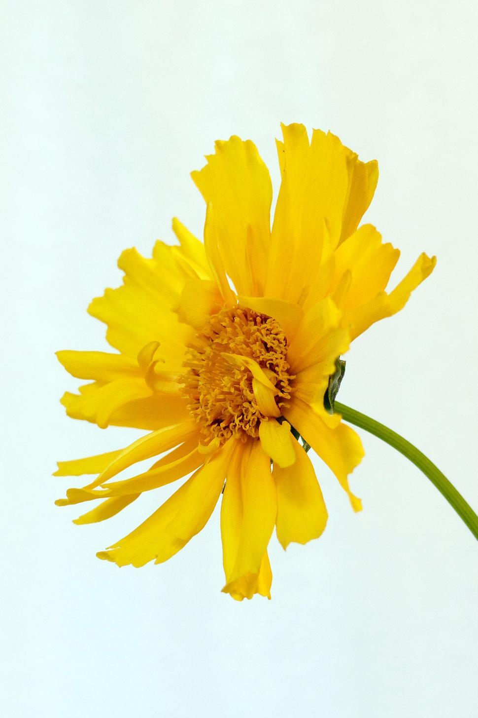 Free Image of Yellow Coreopsis Flower 