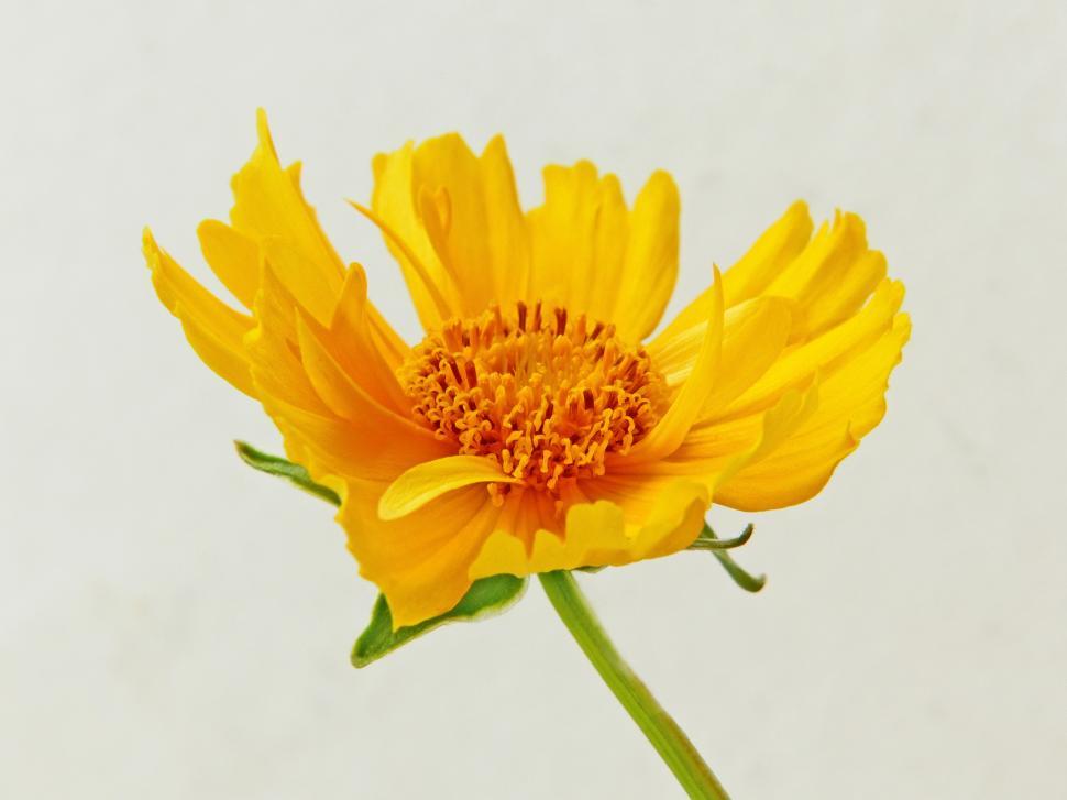 Free Image of Coreopsis grandiflora Flower 
