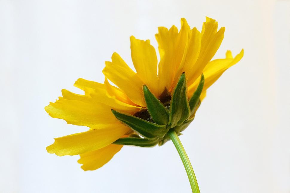 Free Image of Coreopsis Flower 
