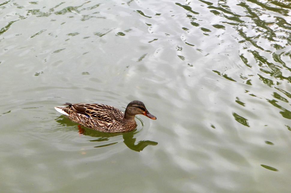 Free Image of Duck on Calm Water 