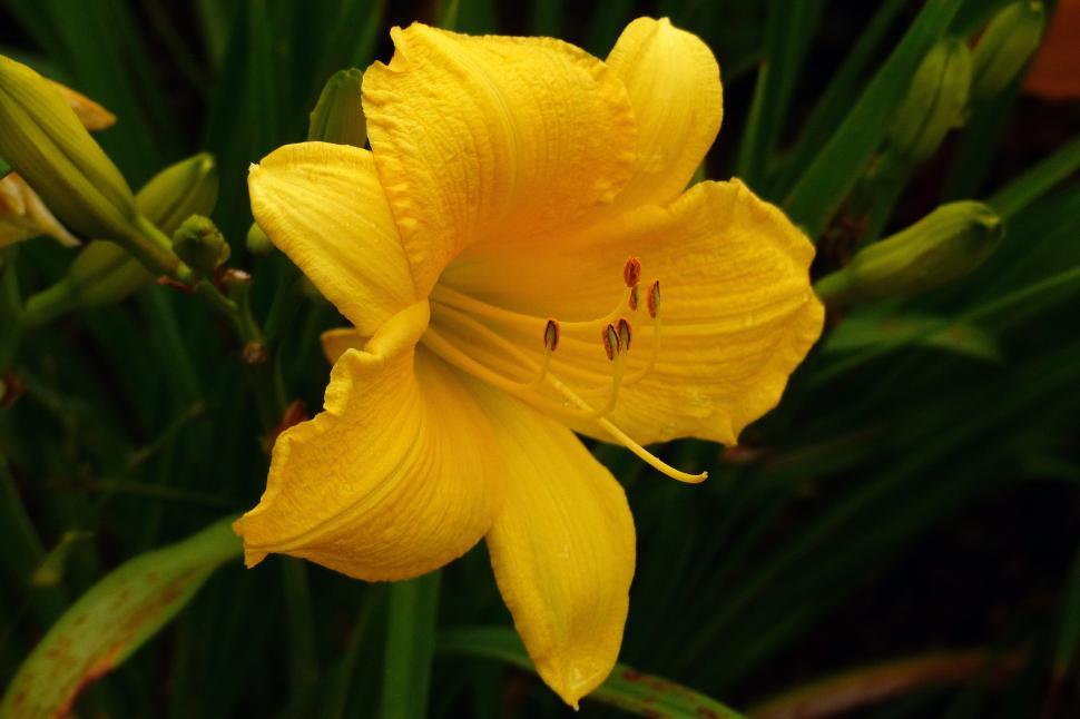 Free Image of Day Lily  Scentual Sundance  
