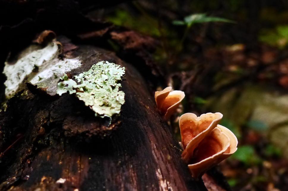 Free Image of Fungi and Lichen 