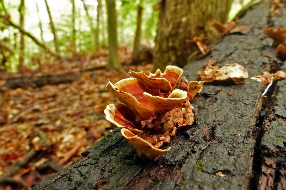 Download Free Stock Photo of Tree Fungi 