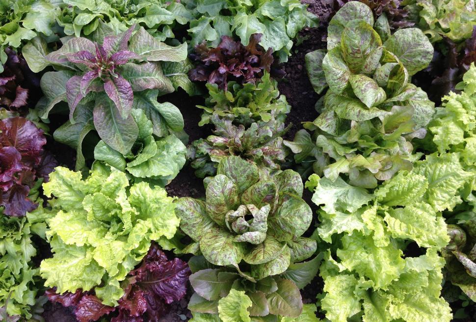 Free Image of Varieties of lettuce  