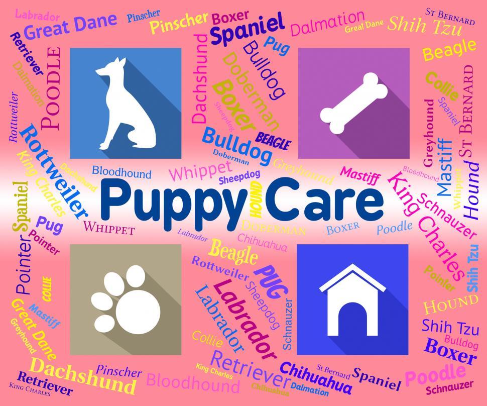 Free Image of Puppy Care Shows Looking After And Canines 
