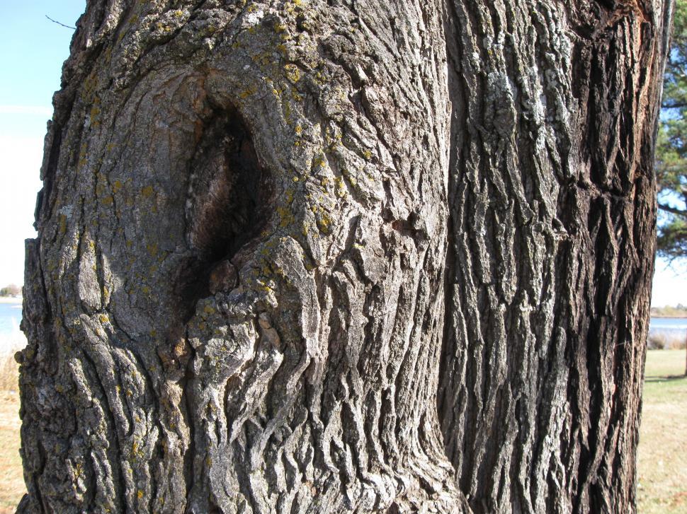 Free Image of Hole in the tree 