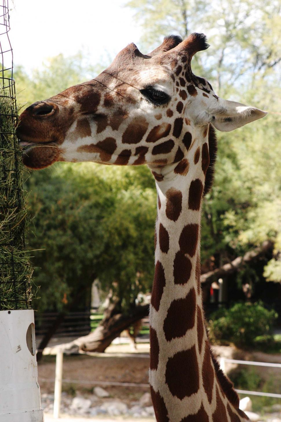 Free Image of Giraffe Standing Next to Tall Tree 