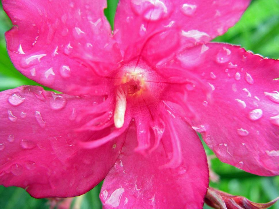 Free Image of Pink Flowers 