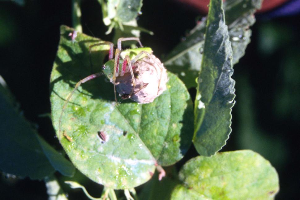Free Image of Spider on a leaf 