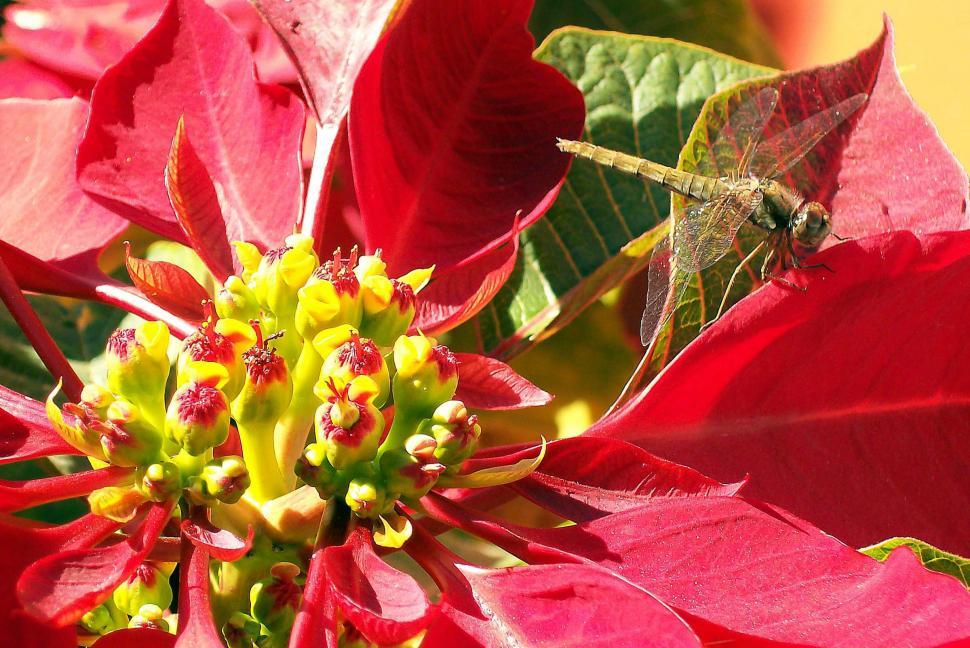 Free Image of Dragonfly on Poinsettia 