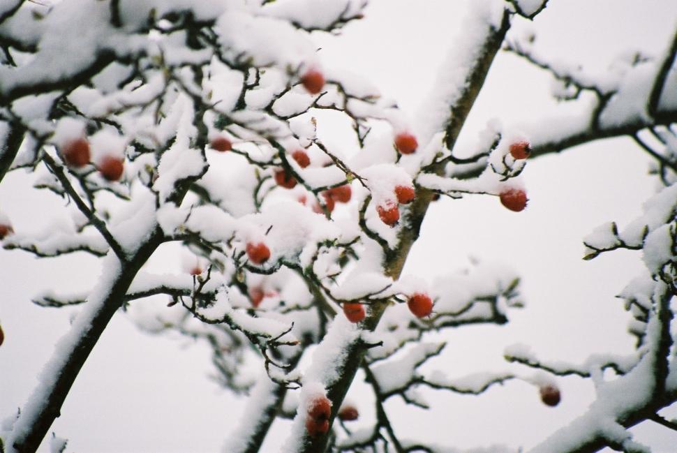 Free Image of Berries in Snow 