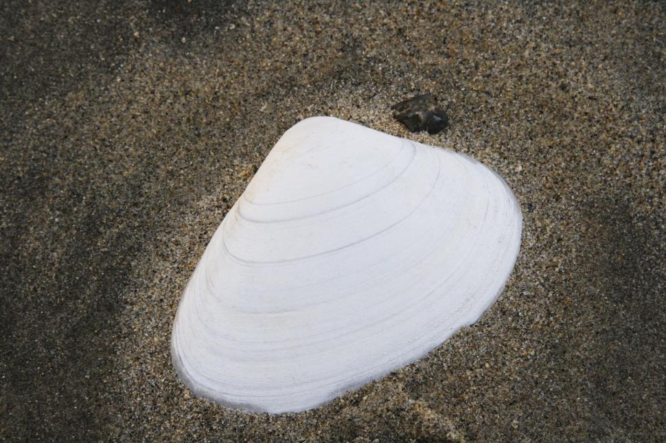 Free Image of Shell 