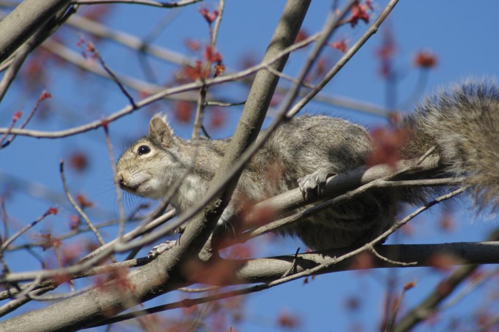 Free Image of Squirrel in the trees 