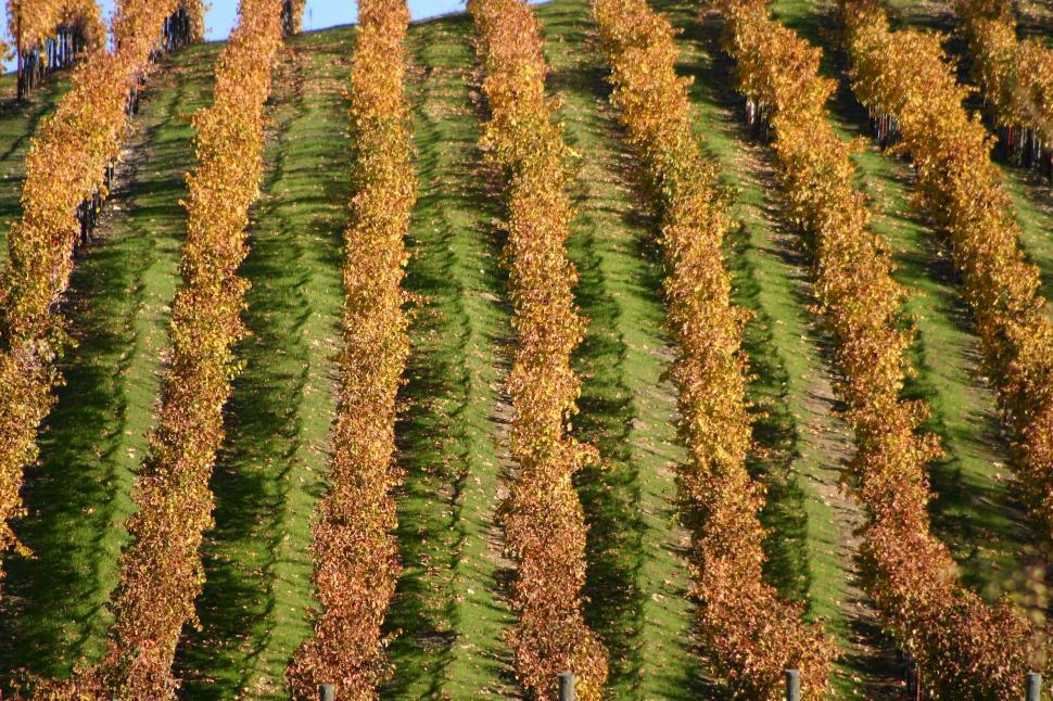 Free Image of vineyard agriculture grape vine california sonoma fall hillside hills 