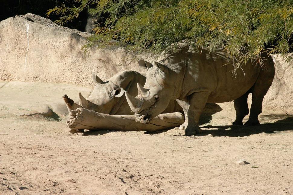 Free Image of Rhinoceros Resting in Dirt 