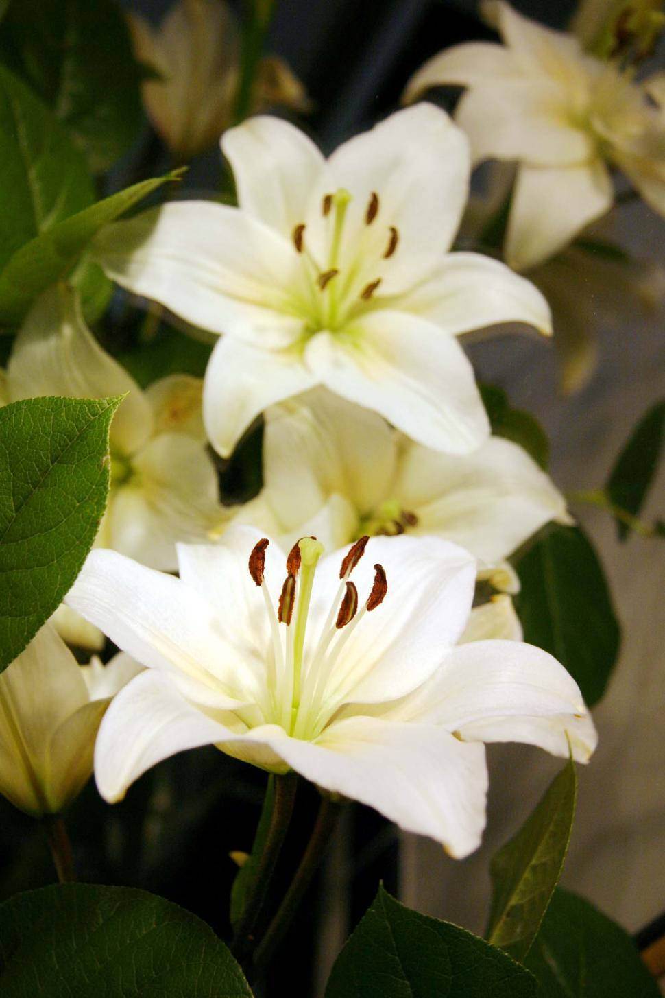 Free Image of White lily blooms 