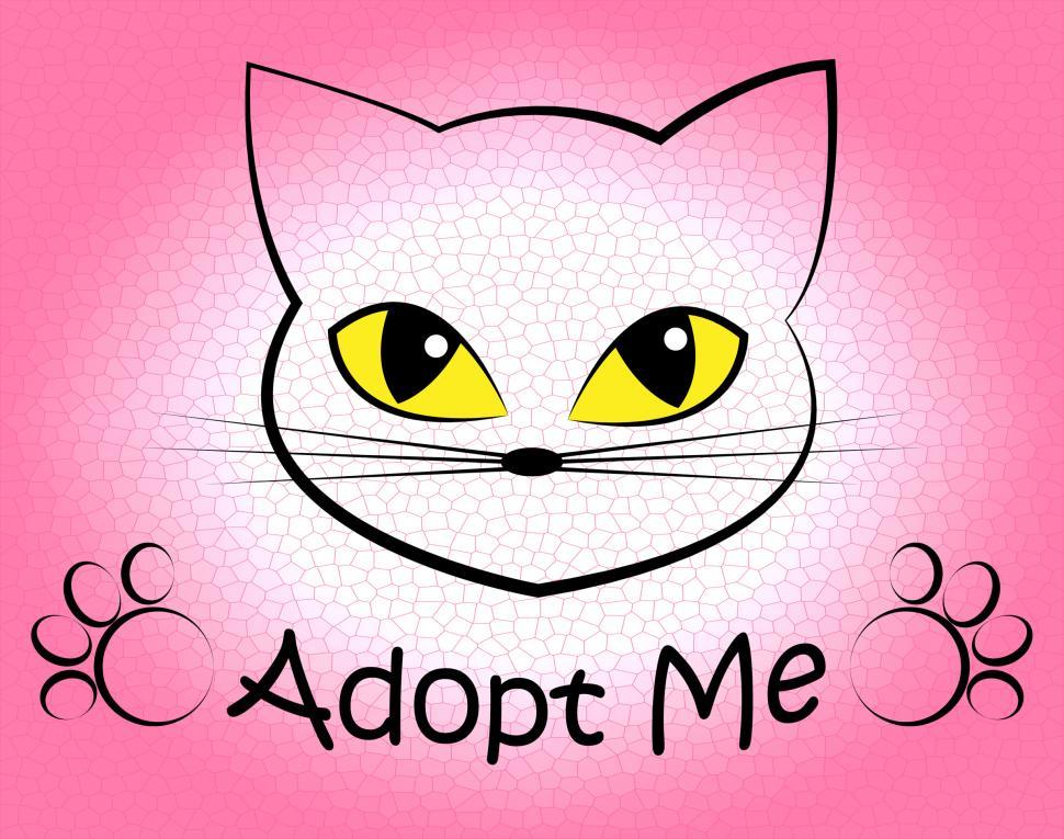 Free Image of Cat Adoption Shows Kitten Kitty And Felines 