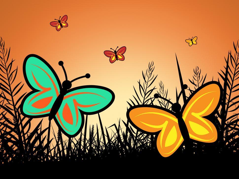 Free Image of Butterfly In Summer Indicates Warmth Heat And Butterflies 