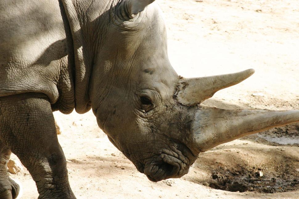 Free Image of animal zoo rhino rhinoceros horn wrinkle mud muddy 