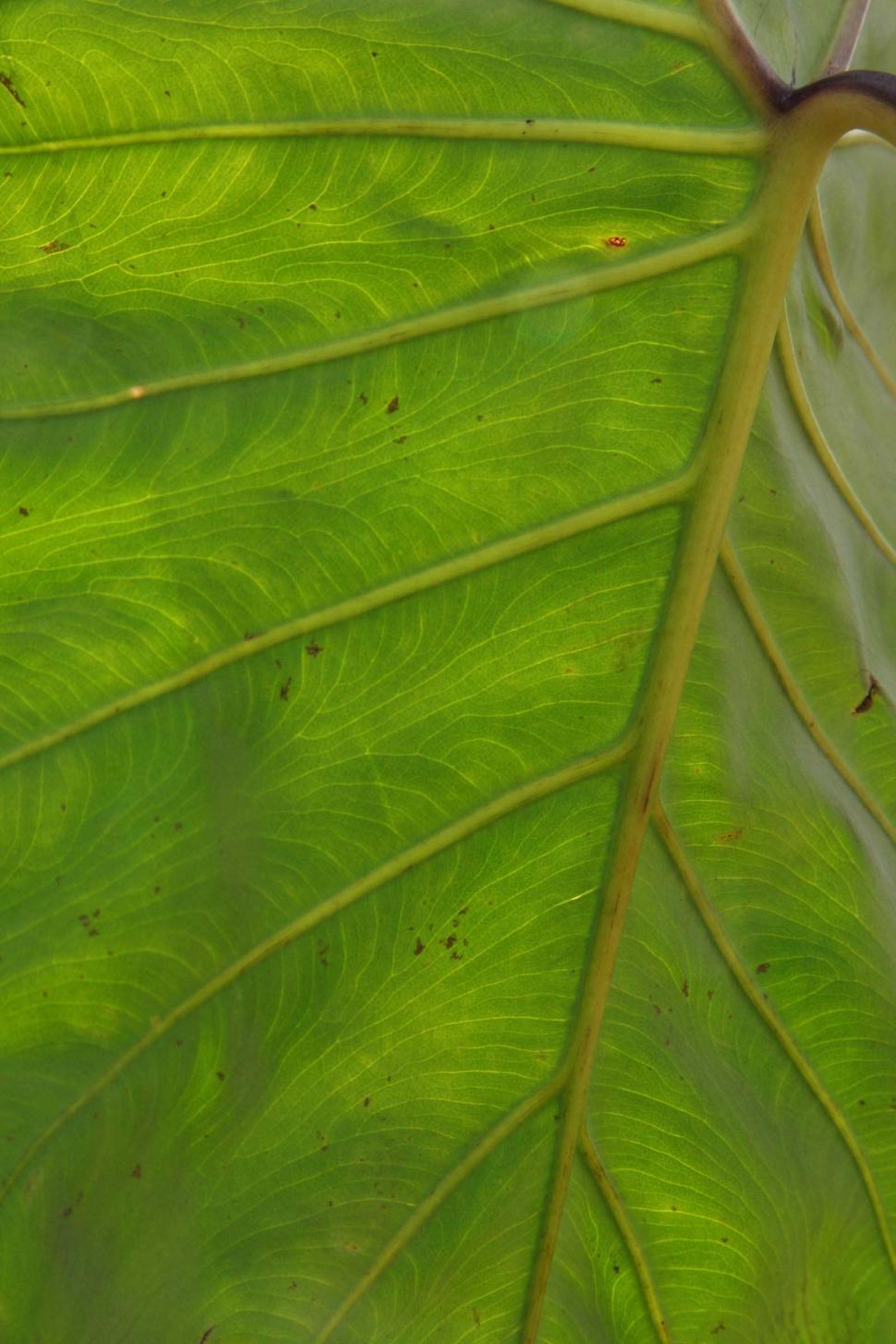 Free Image of Underside of a large leaf 