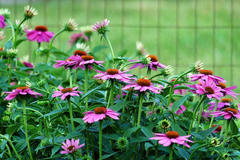Free Image of Purple Coneflowers By Fence 