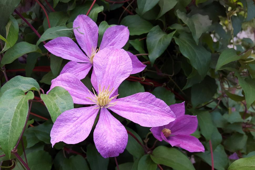 Free Image of Clematis Vine With Purple Flowers 