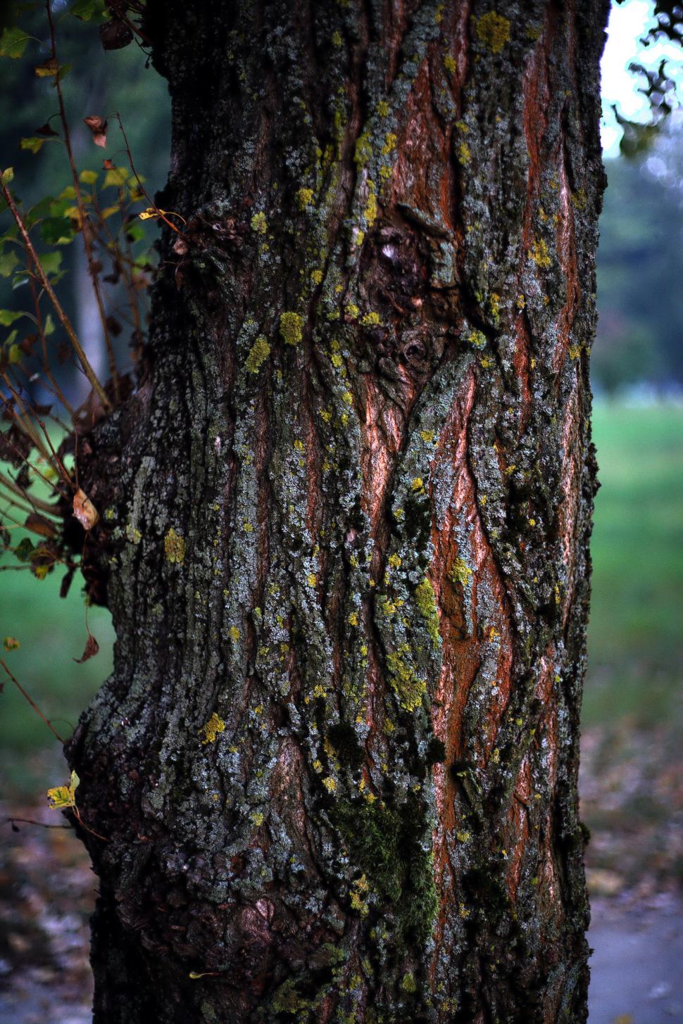 Free Image of Tree trunk  