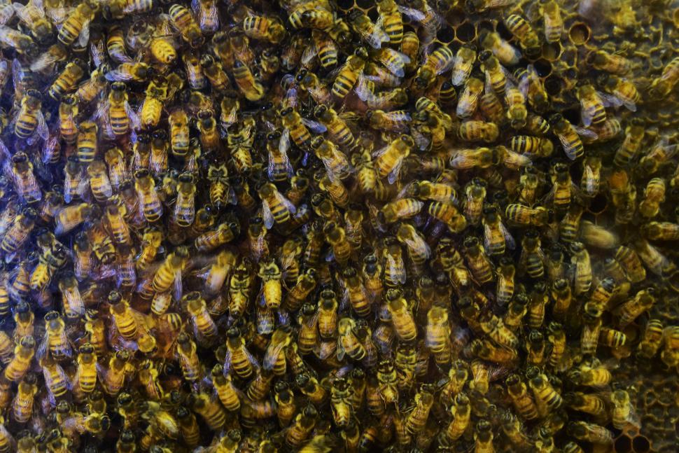 Free Image of Honey Bees 