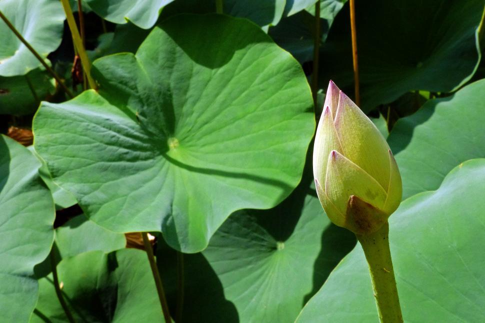 Free Image of Single Closed Lotus Flower Bud 