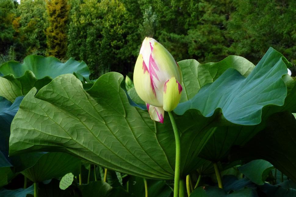 Free Image of Lotus Flower Bud and Leaf 