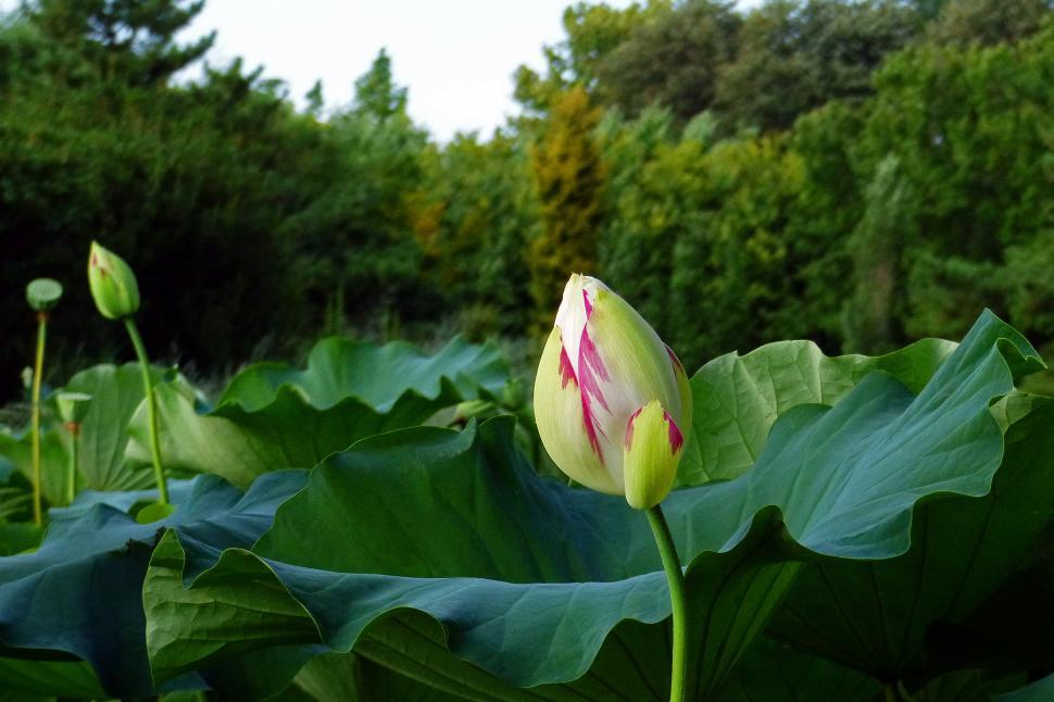 Free Image of Lotus Flower Bed 