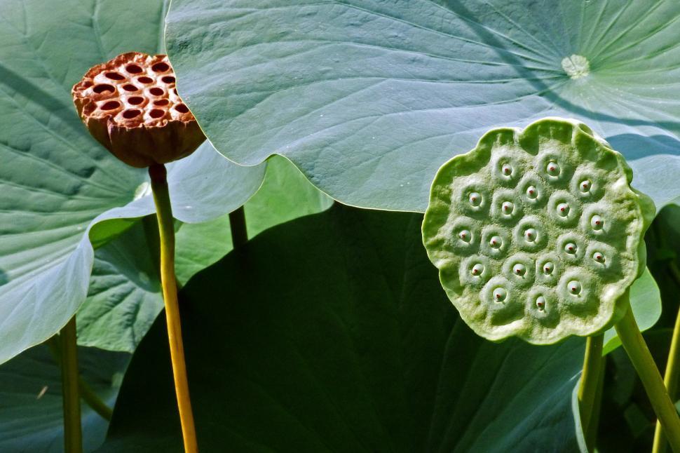 Free Image of Lotus Flower Seed Pods 
