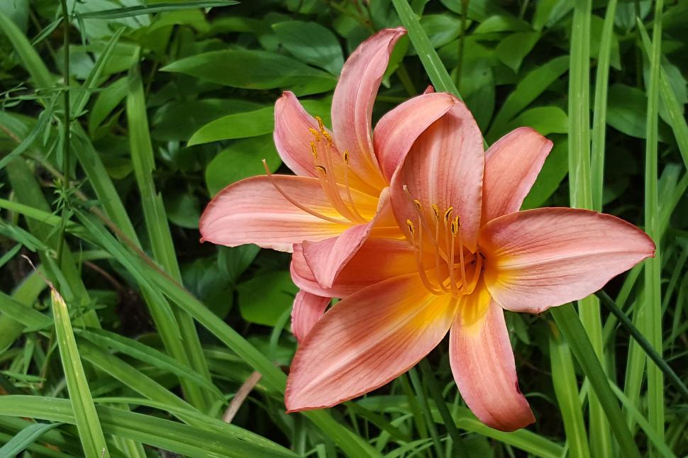 Free Image of Pink Day Lilly in Bloom 