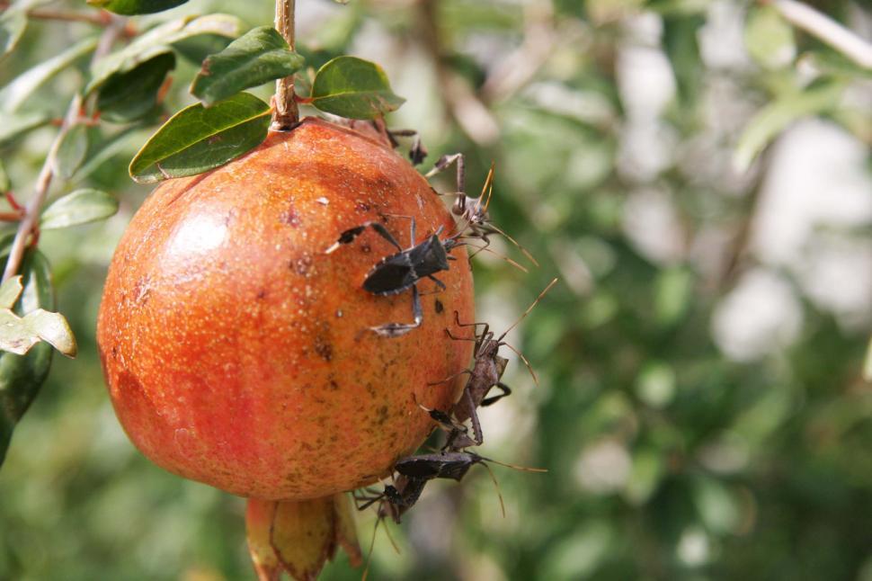 Free Image of Pomegranate fruit with insect 