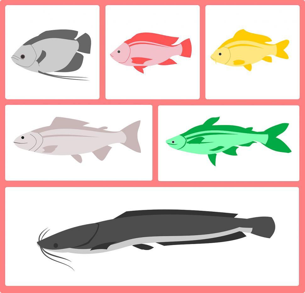 Free Image of Colorful fish illustrations 