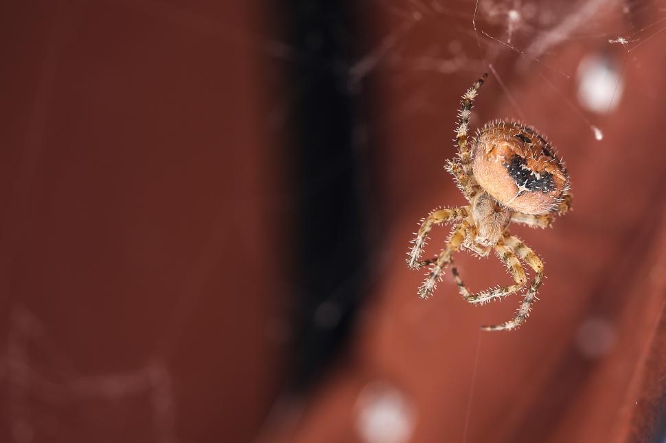 Free Image of Orb weaver spider 