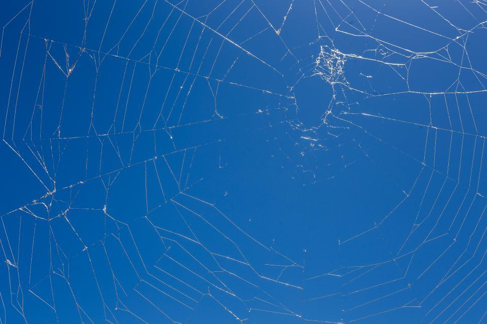 Free Image of Spider web in the sun 