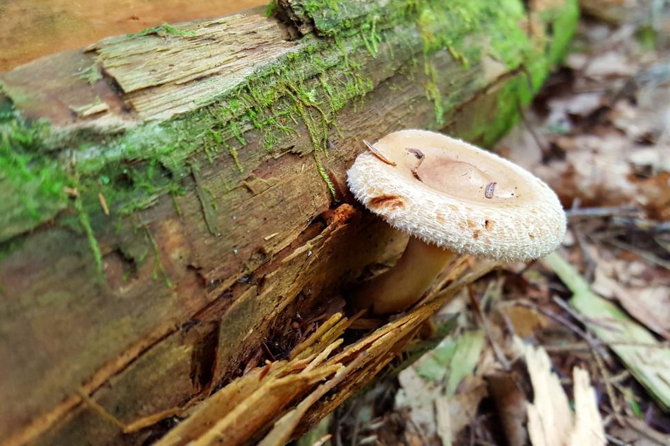 Free Image of Mushroom and Lichen on Log 