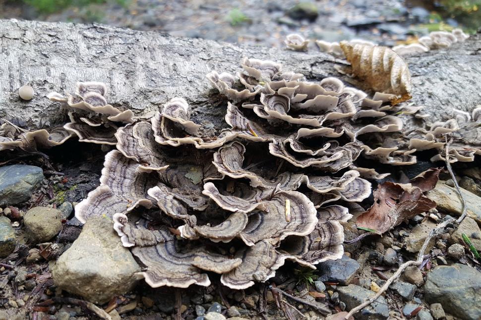 Free Image of Wood Fungi On A Log 