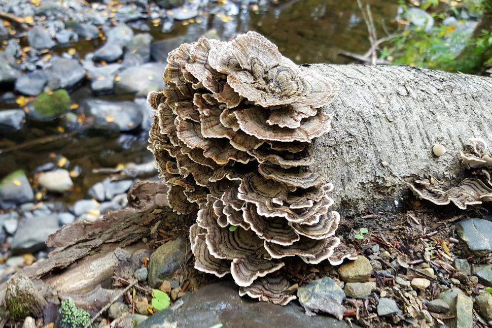 Download Free Stock Photo of Fungi On A Log 