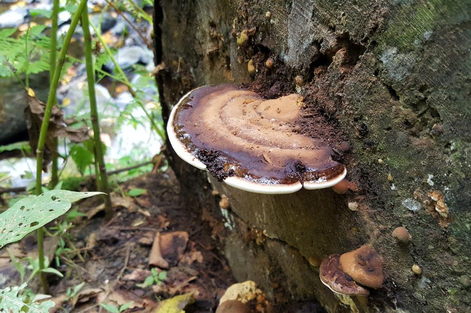 Free Image of Fungi On A Decaying Tree Trunk 