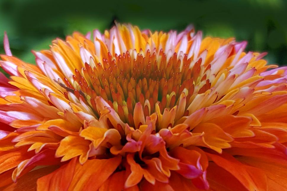 Free Image of Orange Conflower Closeup 