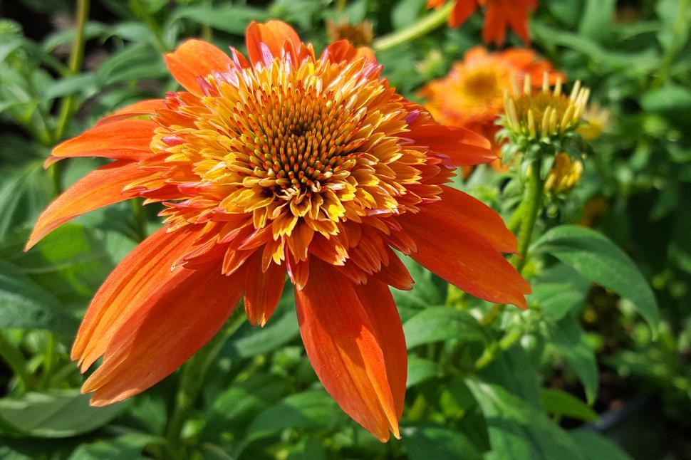 Free Image of Orange Conflower Flower 