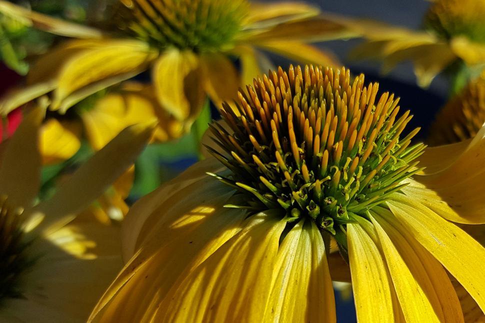 Free Image of Yellow Coneflower Flowers  